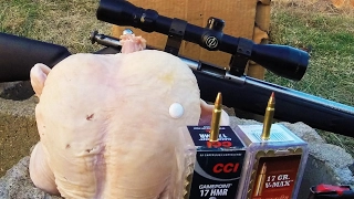 .17 HMR vs CHICKEN Ammo Test Meat Review Savage 93