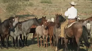 Tongue River Ranch - American Quarter Horse Program