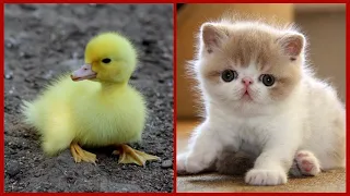 Animals SOO Cute! AWW Cute baby animals Videos Compilation Funniest and Cutest moment of animals #1