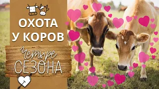 Как понять, что корова в охоте? | Что такое охота у коров?