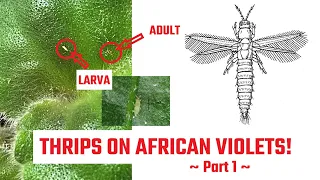 African Violets - THRIPS - Part 1 - Life Cycle, Causes, Symptoms, Damage