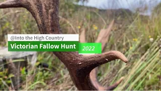 2022 Victorian Fallow hunt