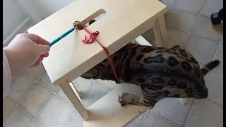 My Cute Bengal Cat Playing on a Stool in the Kitchen