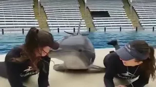 dolphin trick play