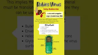 Everything You Need to Know About the Rabies Virus | Virology & Microbiology Lecture