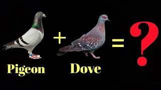 Pigeon Dove Hybrid || Experimental Cross and Results Pigeon X Dove = Digeon
