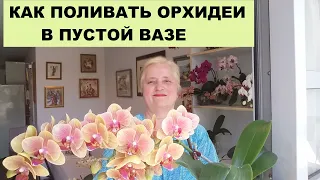 КАК ПОЛИВАТЬ ОРХИДЕИ В ПУСТОЙ ВАЗЕ КОГДА ВЫ УЕХАЛИ