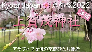 京都桜2022🌸【上賀茂神社】アラフィフ女性が満開の斎王桜を楽しむ穴場スポット（kyoto,Japan,Cherry Blossoms）