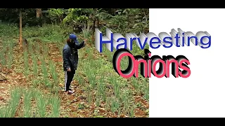 #howto, #growonions,  #romeotoquero l GROWING AND HARVESTING GREEN ONIONS OR SPRING ONIONS