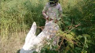 Amazing man with donkey  meet in my village