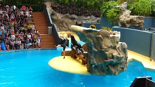 Loro Parque Sea Lion Show (2018) (1080p HD)