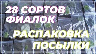 Заказала фиалки почтой.🌸 Распаковка посылки с цветами🌸