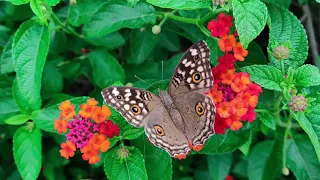 Slow Motion Footage Of A Monarch Butterfly On Cluster Of || Short Video Clips ||