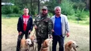 Русский гончий  Бушуй вл. Медведчиков.