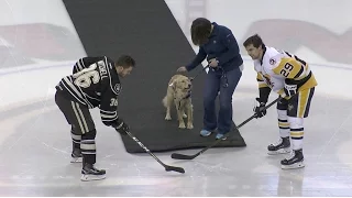 Hershey Bears puck drop by Kaia! Penn State Children's Hospital