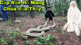 Di Vật Của Thầy Để Lại Và Hành Trình Truy Tìm Dấu Vết Đôi Rắn Hổ Mang Chúa Mầu Trắng | Khôi Tv