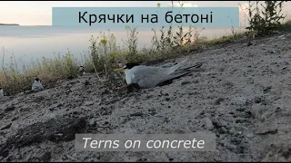 Крячки на бетоні / Terns on concrete