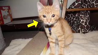 Rescued Cat Won't Stop Crying, Then His Owner Realizes She Was Trying To Tell Him Something...