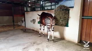 Rare Okapi birth in Sharjah