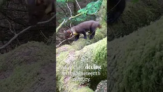 Pine martens in the Forest of Dean