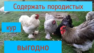 Выгодно ли содержать породистых кур?Кохинхины.