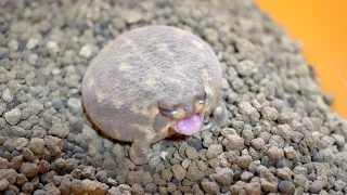 «Исцеление за 1 минуту»　Милая круглая лягушка зевает 　"Healed in 1 minute" Cute Rain frog yawning.
