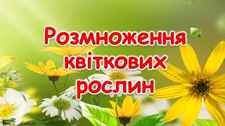 Розмноження квіткових рослин.Презентація для учнів початкових класів  #ЯДС​​ #природа3клас