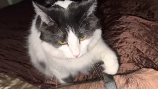 Funny Cat: Sebastian needs attention. Tapping my arm.