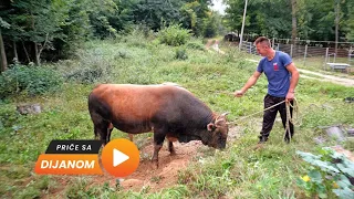 Mladi radnik Muharem radi na farmi krava i bikova, a zatim kod kuće brine o svojoj stoci!