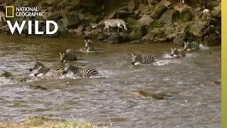 Zebra Cross Croc Infested Waters | Nat Geo Wild