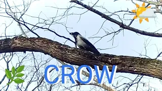 Spring 🌱 Nature Forest  🐦 #Birds WildLife Lovers 4k Video TV for Dogs & Cats - Cool #Crow #Bird