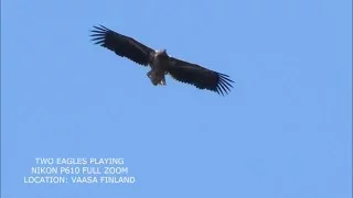 MERIKOTKAT LEIKITTELEE-EAGLES PLAYING