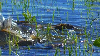 Тсссс НЕРЕСТ Дельта Волги Разливы Fish spawning in the Volga delta