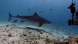 Tiger Shark at Fuvahmulah Maldives