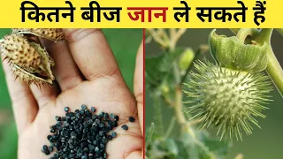 most poisonous plants | Datura poison