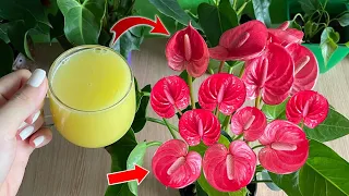 Just 1 cup per week, flowers bloom all year round without fading | Natural Fertilizer