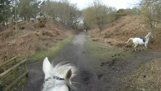 Chasing a runaway horse