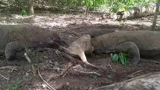 Komodo Dragons Attack and Eat Alive Deer || The Real Wildlife