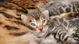 These Kittens Wiggle Their Cute Ears and Tails While They Are Drinking Milk