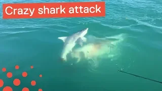 Shark Attacks Another Shark - Crazy Shark Footage