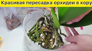 Всё просто! Легкая ПЕРЕСАДКА орхидеи