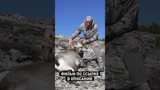 🌏🐏 WILD HUNT. A BULLET HITS A RUNNING SNOW SHEEP (680 m) 🍀