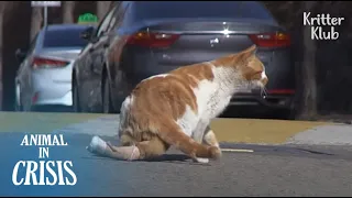 Cat With Disabled Legs Terrified Of Crossing The Road Pleads For Help | Animal in Crisis EP135