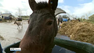 Demand for Irish animal rescue service soars during pandemic