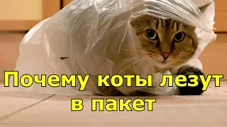 Почему коты всегда садятся на пакет или в дорожную сумку?