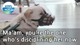 Ma'am, you're the one who's disciplining her now. (Dogs are incredible) | KBS WORLD TV 210428