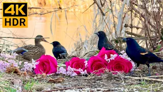 Cat TV for Cats to Watch 😺 Adorable Spring Birds and Squirrels 🐿 8 Hours(4K HDR)