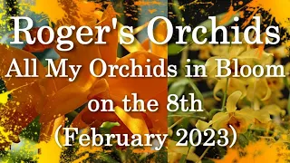 All My Orchids in Bloom on the 8th (February 2023)