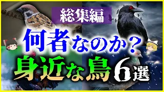 【ゆっくり解説】【総集編】何者なのか？身近な「鳥」6選を解説/カラス、ハト、スズメ、ニワトリ、ツバメ、ムクドリ【作業用】【睡眠用】