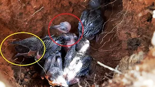 Immature Starved While Mature VOMITS Out OVERFED Meal || Asian bee feeding baby birds in nest